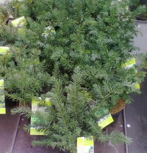 Taxus baccata ´Repandens´ - tis červený