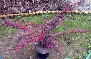Berberis thunbergii ´Rose Glow´ - dřišťál Thunbergův 