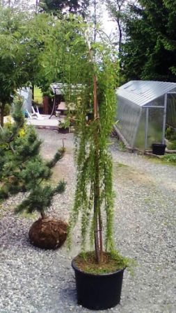 Larix decidua 'Pendula' - modřín opadavý