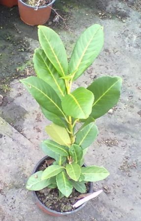 Prunus laurocerasus - střemcha vavřínová