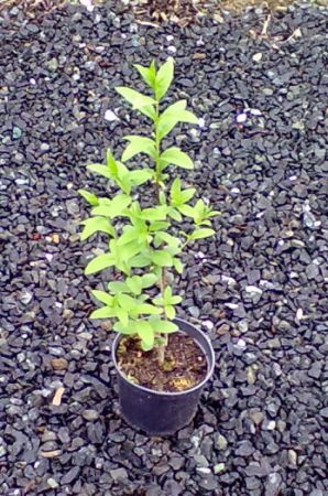 LIgustrum vulgare - ptačí zob obecný