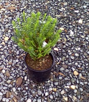 Hebe odora ´New Zealand´ - hebe