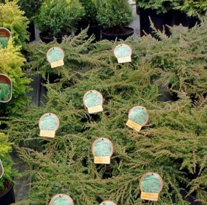 Juniperus communis ´Green Carpet´ - jalovec obecný