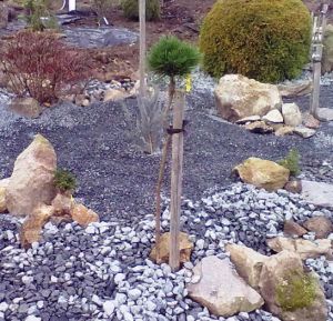 Pinus Brepo - borovice Brepo