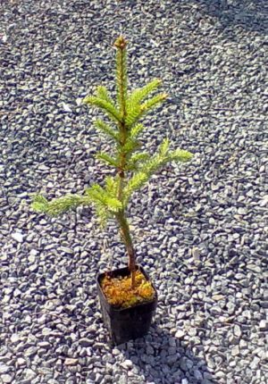 Picea abies 'Pyramidata' - smrk ztepilý