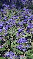 Caryopteris clandonensis ´Heavenly Blue´ - ořechokřídlec klandonský