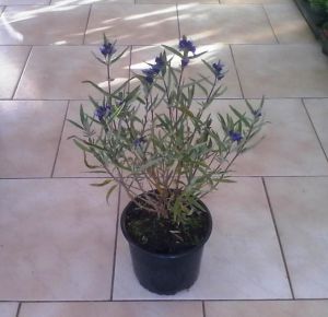 Caryopteris clandonensis ´Kew Blue´ - ořechokřídlec klandonský