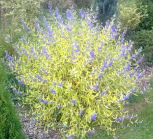 Caryopteris clandonensis ´Worcester Gold´ - ořechokřídlec klandonský