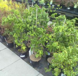 Corylus avellana ´Contorta´ - líska obecná