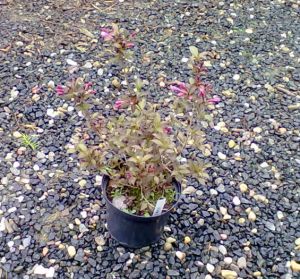 Weigela florida ´Venusta´ - vajgélie květnatá