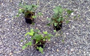 Hedera helix - břečťan popínavý