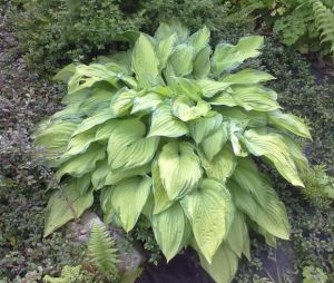 Hosta 'Gold Standard' - bohyška