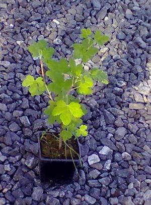 Ribes sanguineum "KING EDWARD VII" - meruzalka krvavá 