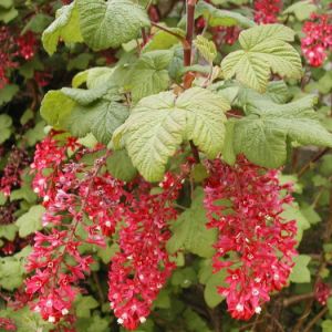 Ribes sanguineum ´Pulborough Scarlet´ - meruzalka krvavá 