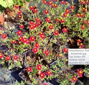 Helianthemum 'Red Orient' - devaterník