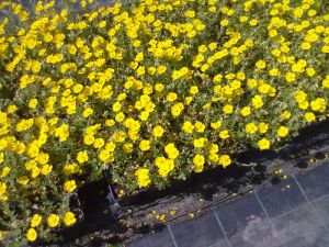 Helianthemum hybrid 'Gelber Findling' - devaterník 