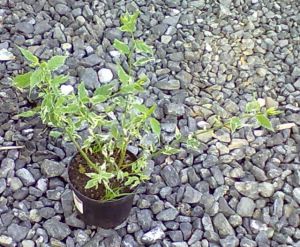 Kerria japonica 'Picta' - zákula japonská