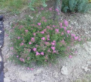 Spiraea japonica ´Alpina´ - tavolník japonský 
