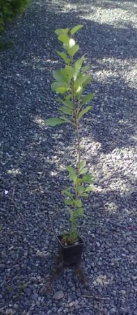 Populus japonica - topol japonský 