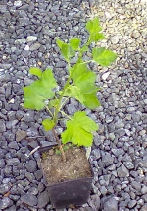 Ribes nidigrolaria - JOSTA