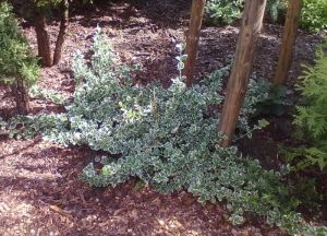 Euonymus fortunei ´Emerald Gaiety´- brslen Fortunuv