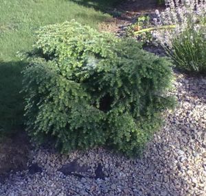 Tsuga canadensis 'Jedderloh' - jedlovec kanadský 
