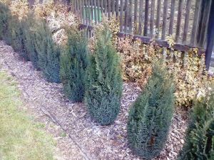 Chamaecyparis lawsoniana ´Elwoodii´ - cypřišek Lawsonův