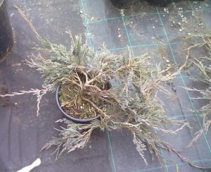 Juniperus horizontalis 'Jade River' - jalovec vodorovný