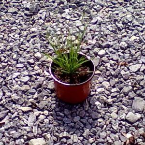 Deschampsia caespitosa ´Palava´ - metlice trstnatá