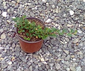 Cotoneaster dammeri 'Evergreen' - skalník Dammerův