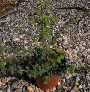 Symphoricarpos chenaultii 'Hancock' - pámelník Chenaultův