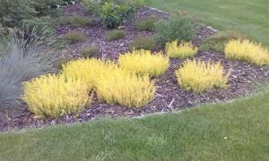 Sedum reflexum 'Angelina' - rozchodník skalní
