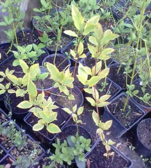 Cornus alba ´Aureovariegata´ - svída bílá 