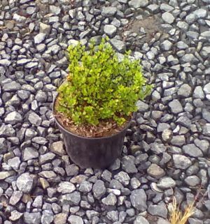 Berberis thunbergii ´Kobold´ - dřišťál Thunbergův