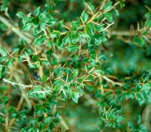 Berberis verruculosa - dřišťál bradavičnatý