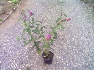 Buddleja davidii ´Pink Delight´ - komule Davidova