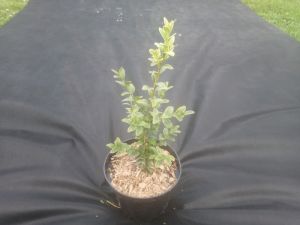 Buxus sempervirens ´Marginata´  - zimostráz obecný