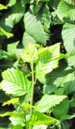 Carpinus betulus ´Monumentalis´ - habr obecný