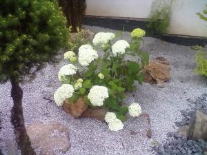 Hydrangea arborescens ´Annabelle´ - hortenzie stromečkovitá