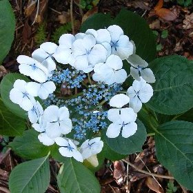 Hydrangea macrophylla ´Libelle´ - hortenzie velkolistá