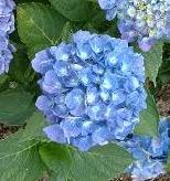Hydrangea macrophylla ´Reneta Steiniger´ - hortenzie velkolistá