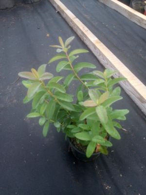 Hypericum calycinum - třezalka kalíškatá
