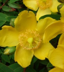 Hypericum calycinum ´Hidcote Gold´ - třezalka kalíškatá