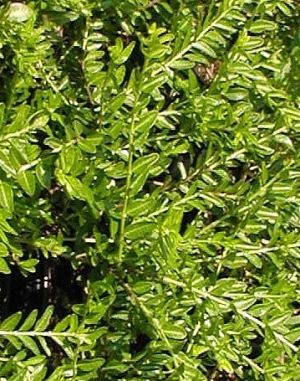 Lonicera pileata ´Mossgreen´ - zimolez lesklý 
