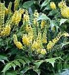 Mahonia x media ´Winter Sun´ - mahónie prostřední