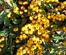 Pyracantha coccinea ´Golden Charmer´ - hlohyně šarlatová