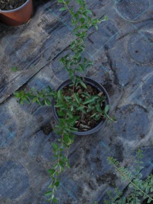 Pyracantha coccinea ´Mohave´ - hlohyně šarlatová