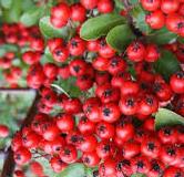Pyracantha coccinea ´Red Column´ - hlohyně šarlatová