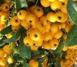 Pyracantha coccinea ´Soleil d´ Or´ - hlohyně šarlatová