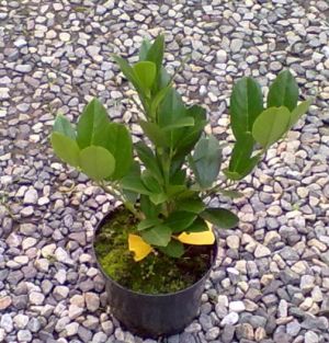 Prunus laurocerasus ´Mano´ - bobkovišeň lékařská